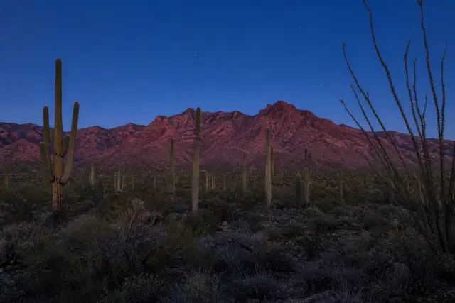 Sierra Estrella ridgeline glowing at dusk beyond a creosote flat with saguaro silhouettes