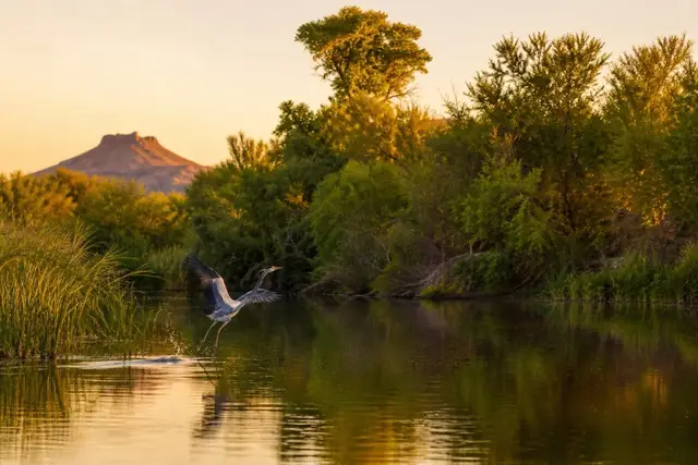 Reedy wetland channel with cottonwoods reflected in calm water where three rivers meet