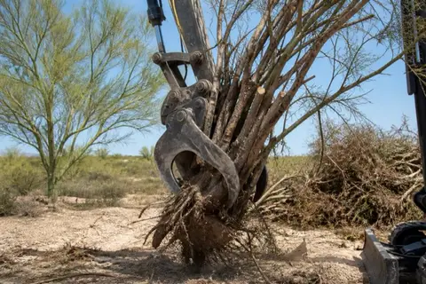 Compact excavator grapple gripping a multi-trunk velvet mesquite at the root crown while a blue-green palo verde stands untouched beside the cut
