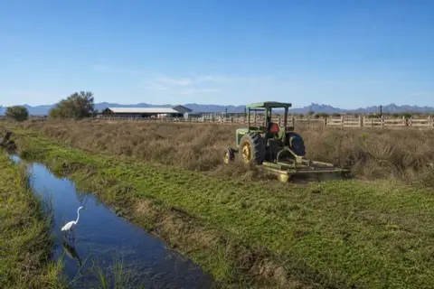 Tractor with brush hog mowing shoulder-high tumbleweed and mesquite regrowth between concrete irrigation ditches on an old flood-irrigated pasture